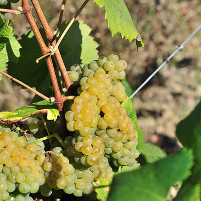 Vignes de Muscadet (raisins blancs)
