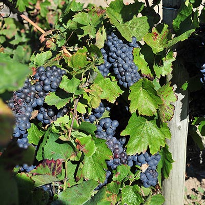Vigne de raisins rouges