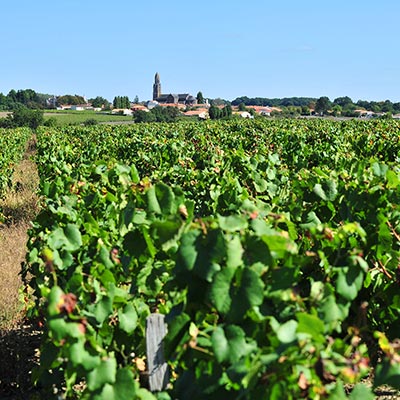 Vue sur l'église de La Boissière-du-Doré depuis la vigne