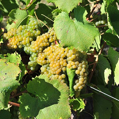 vignes à Vallet, capitale du Muscadet près de Nantes, Bretagne sud