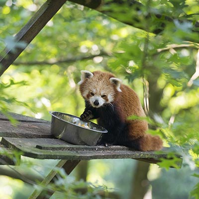 Animaux exotiques au zoo de La Boissière du Doré