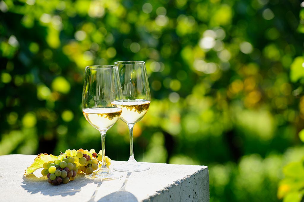 Deux verres de muscadet au cœur du vignoble breton (Pays Nantais)